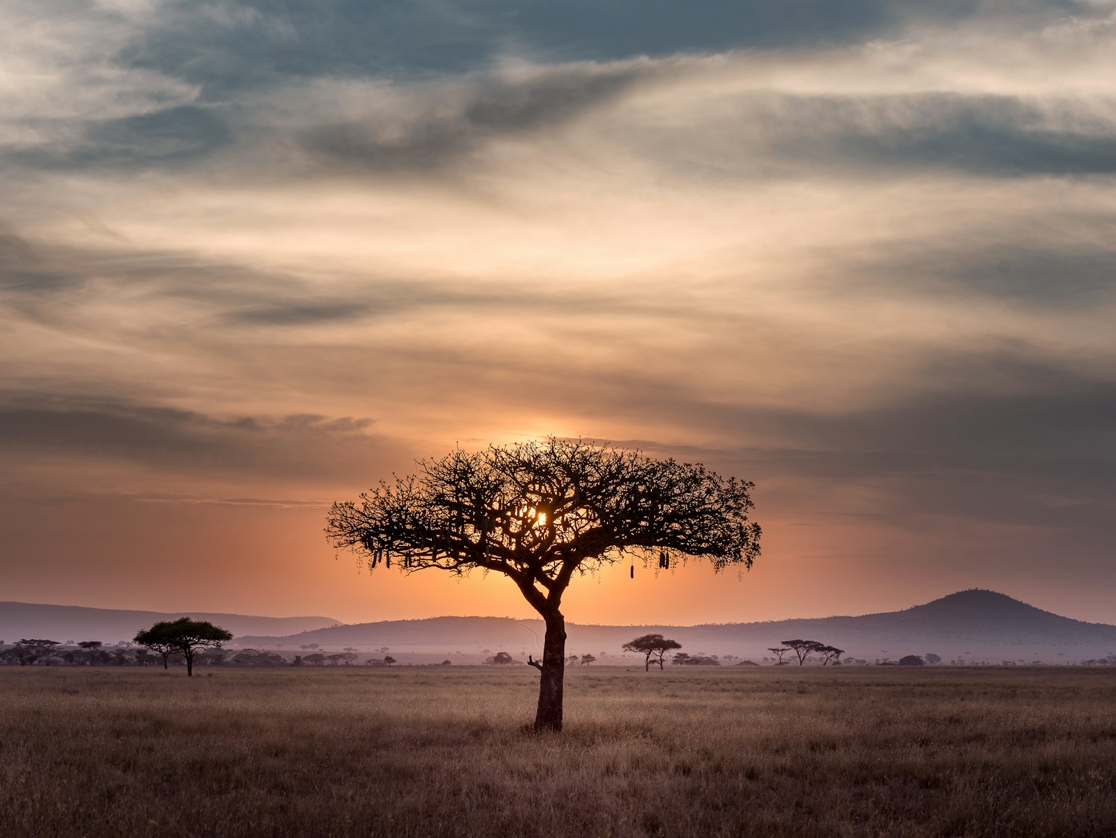 afrique