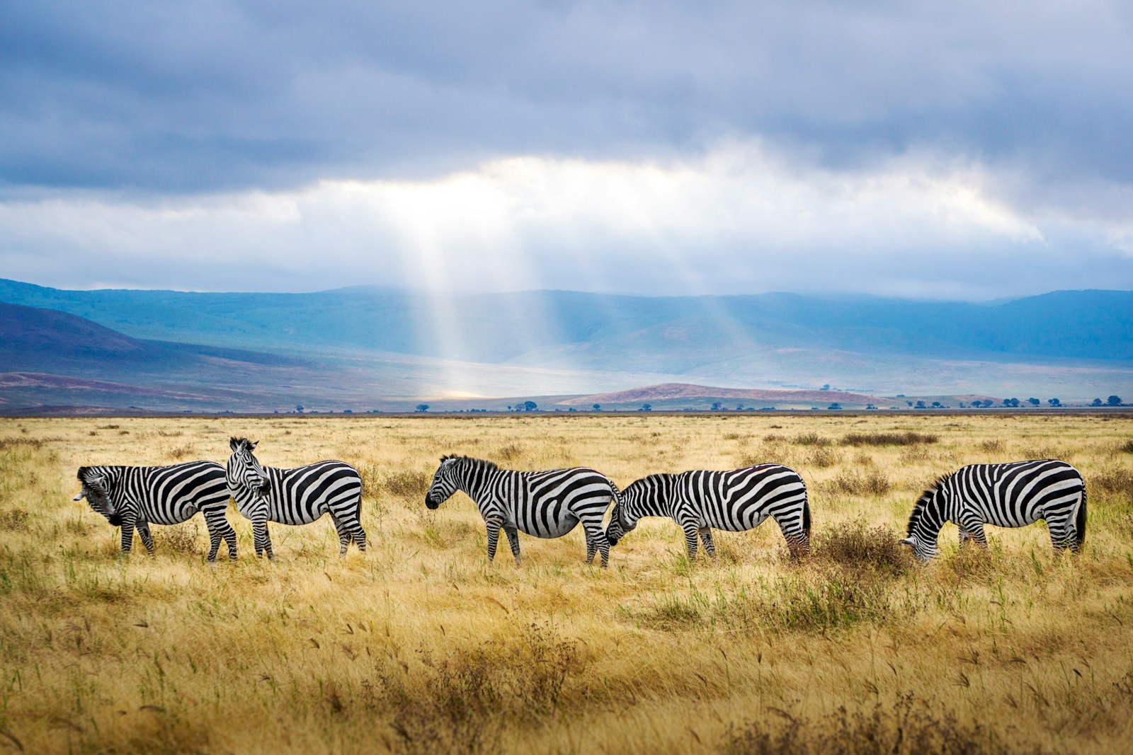 Safari en Tanzanie : une immersion au cœur de la vie sauvage